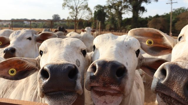 Bovinos em área de confinamento. Foto: Divulgação/GA+Intergado