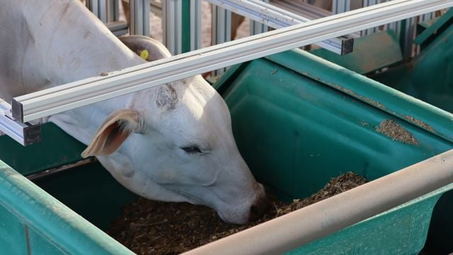 Cochos para gado de corte: escolha o material ideal para uma nutrição eficiente