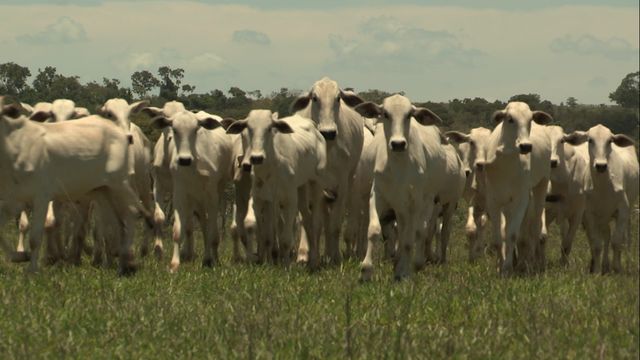 Pecuarista revela segredo para atingir 45% de margem com boi gordo