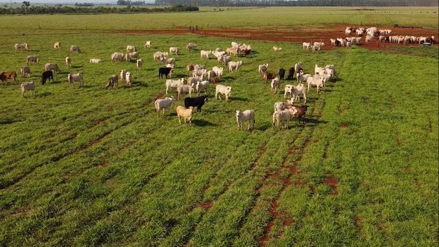 Pecuária regenerativa e agricultura biológica são destaques em fazenda centenária