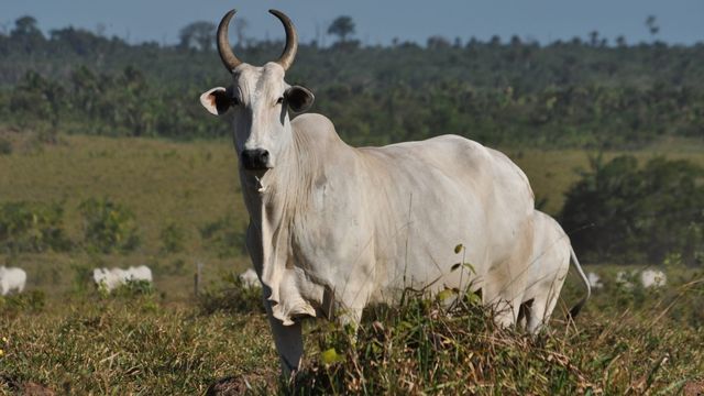 Milho com sabugo e palma forrageira são boas opções para o gado?