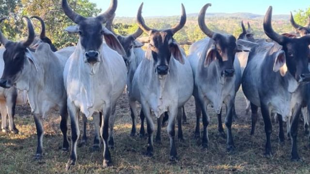 Detalhes do rebanho de matrizes Guzerá da fazenda. Foto: Silvio Santos Leite