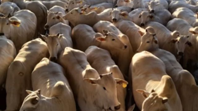 Circuito Nelore avalia mais de 1,1 mil carcaças em Lins (SP). Conheça as campeãs