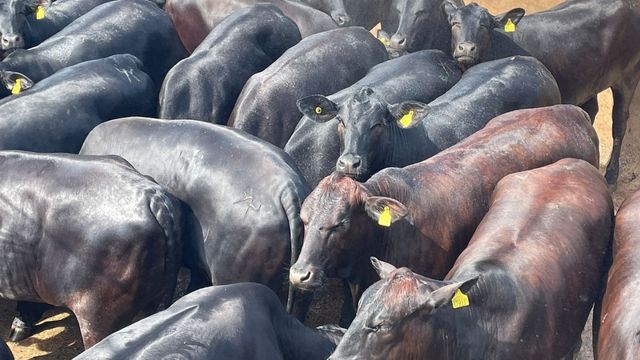 Novilhas confinadas de até dois dentes ultrapassam 18@ em MT