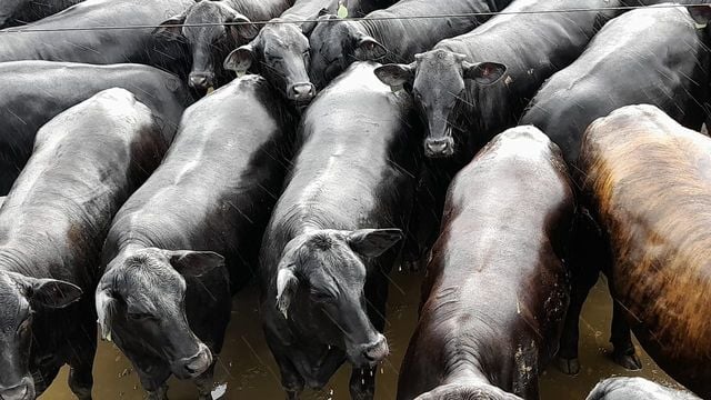 Pecuarista ‘viaja’ mais de 1,2 km para abater seu gado e sai no lucro