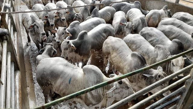 Fazenda “top” na Bahia abate boi confinado com 21@ de média