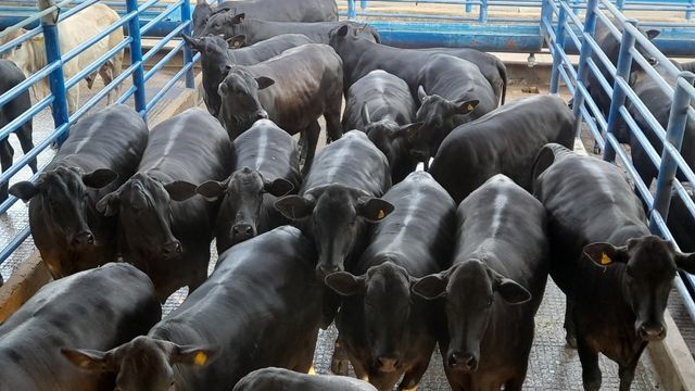 Lote de novilhas chega a quase 21@ no interior de São Paulo