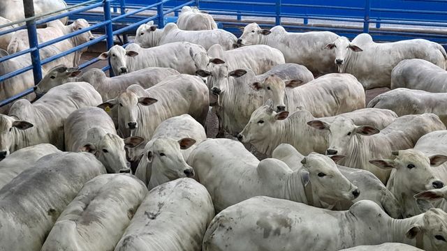 Novilha com peso de boi gordo chama atenção no interior de SP