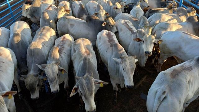 Gadão ‘made in Brazil’ tem destino certo para a Europa