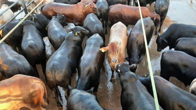 Carne de boiada jovem e pesada de Mato Grosso vai para a Europa