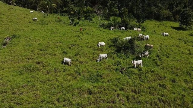 Pecuarista de Rondônia revela como faz boi engordar quase 20@