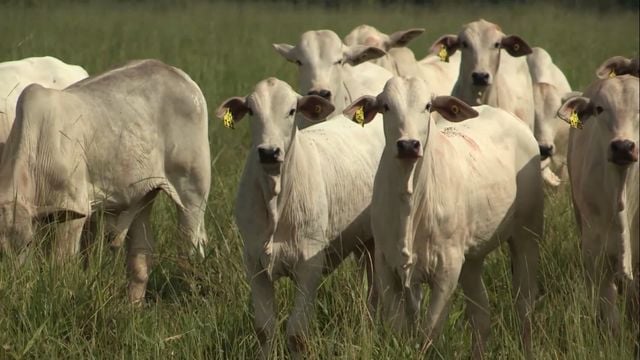 Mato Grosso do Sul é exemplo para o Brasil em incentivos ao novilho precoce