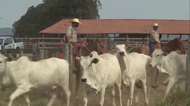 Manejo de bovinos em área do curral na fazenda. Foto: Reprodução