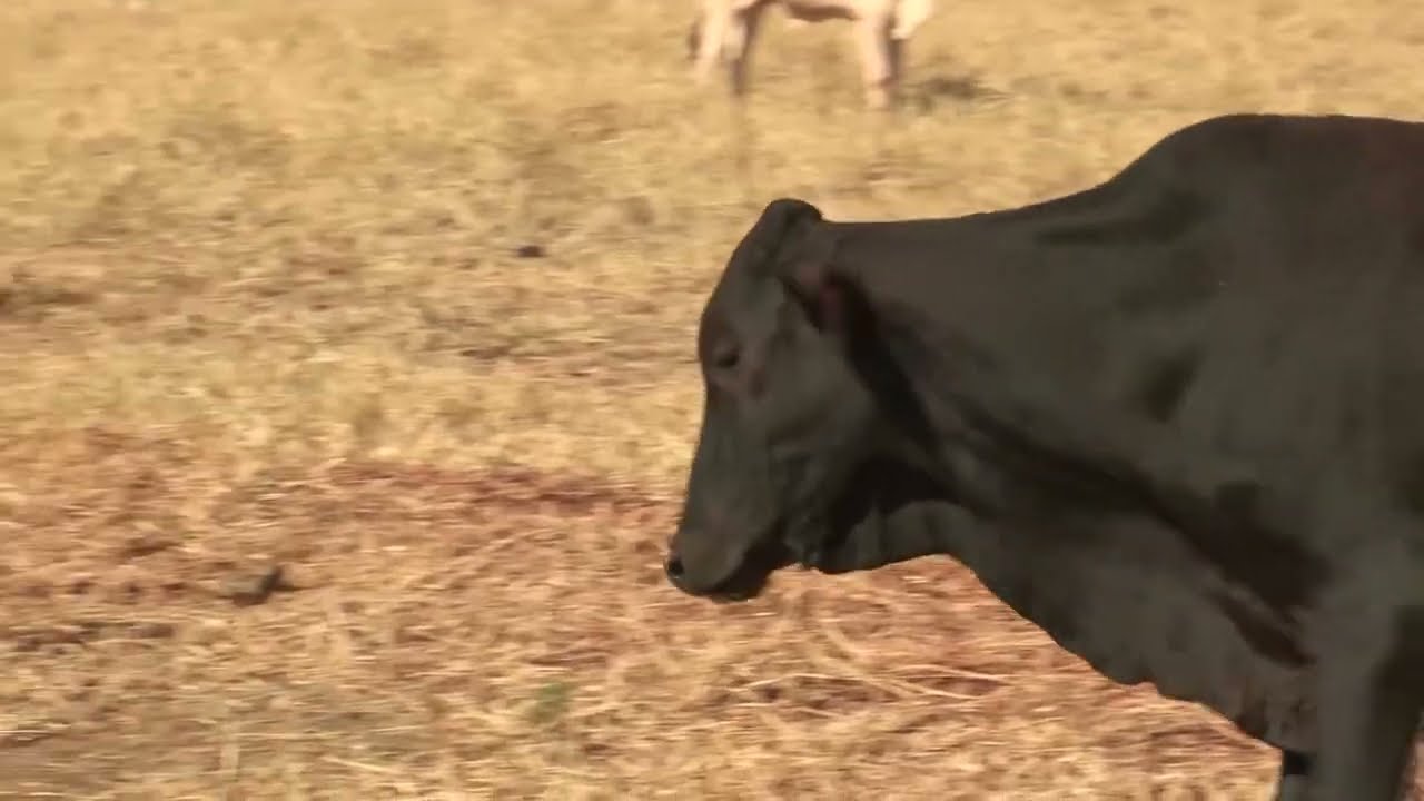 Biofertilizante está turbinando o pasto. Conheça as principais tecnologias