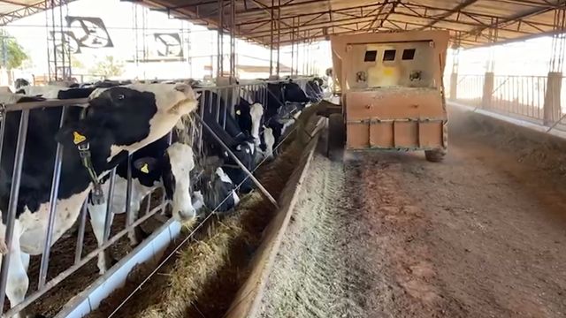 Silagem o ano todo pode levar a mudanças no sabor do leite da vaca? 