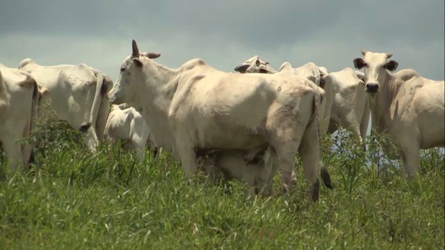 Vaca não pára de lamber ferida. Saiba o que pode ser feito