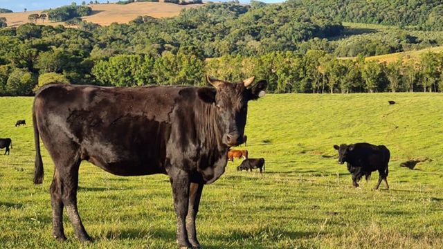 Bovinos da raça Wagyu. Foto: www.wagyu.org.br