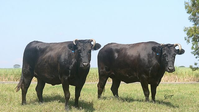 Conheça a raça Wagyu, uma das raças de bovinos dos cortes mais valorizados do mundo. Assista ao vídeo abaixo