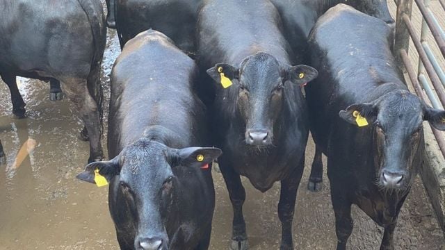 “Lotaço de novilhas” Angus de até dois dentes chega a 18@ em MT