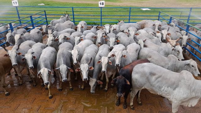 É de Bonito (MS) lote de “boiada bonita” e castrada! Animais ultrapassam 23@