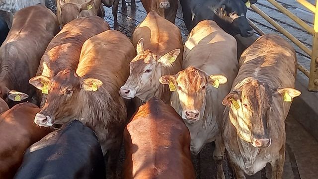 Lote de “bezerronas” Red Angus passa de 18@ no interior de MS