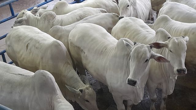 Novilhas de corte abatidas em SP mais parecem gado PO