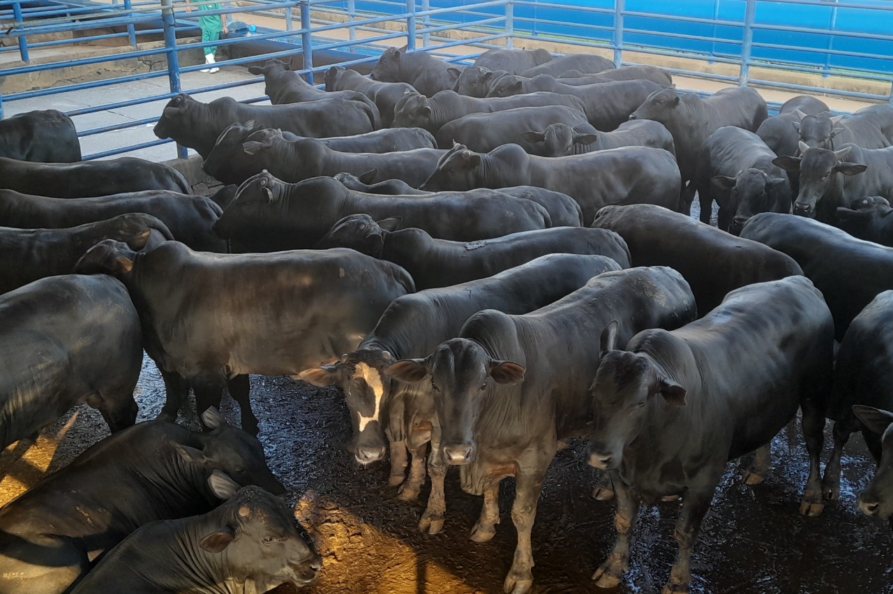 Boiada Angus confinada de até quatro dentes ultrapassa 22@ em SP