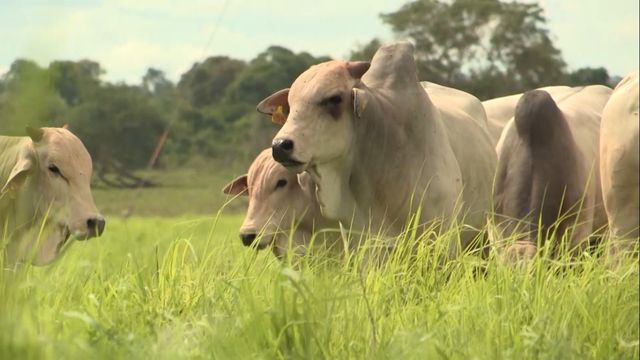 Saiba por que alimentar o gado com capim é muito mais barato