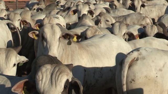 Fazenda faz experimento com dois endectocidas concentrados. Saiba os resultados