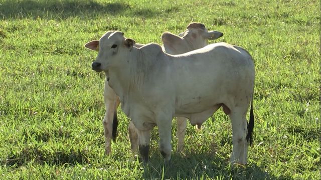 Invernista de boi: estes 4 indicadores vão fazer a sua fazenda ganhar muito dinheiro