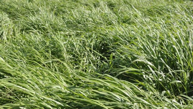 Capim Paiaguás é bom substituto para o Andropogon em terras de cascalho?