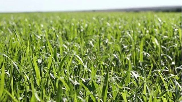 Capim Pangola ou Pangolão é um bom pasto para o gado no Nordeste?