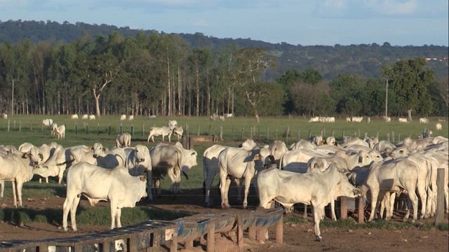 Cria “fora da curva”! Saiba o que está por trás de uma propriedade como essa