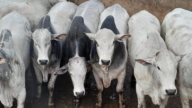 Boiada de até dois dentes chega a 23@ no interior de Mato Grosso