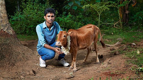 Quem foram as menores vacas?