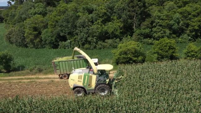 Capiaçu: saiba quantos hectares plantados são necessário para alimentar a boiada