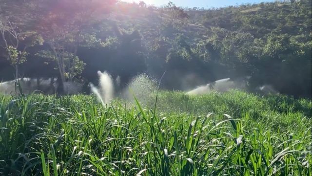 Irrigação de pastagem: investimento pode manter o pasto o ano todo na fazenda