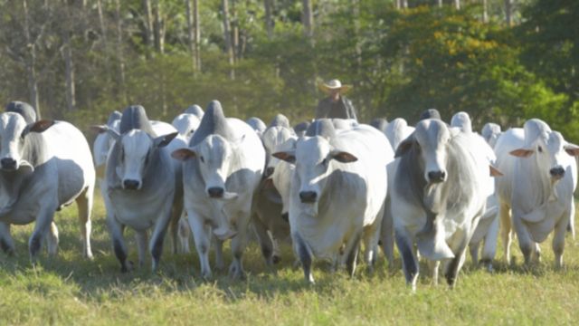 Touro pula a cerca e emprenha vacada do vizinho: dono do reprodutor pode ser responsabilizado?