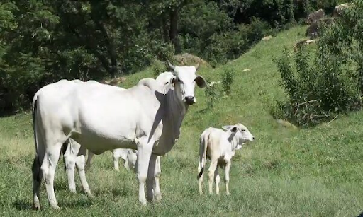 Vaca Nelore acompanhada com seu bezerro