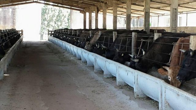 Confinamento de terminação de bovinos Wagyu. Foto: Divulgação