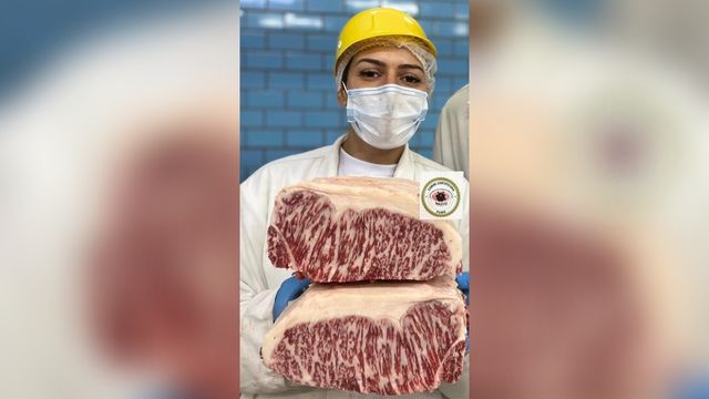 A médica veterinária Iris Santana, da Associação Brasileira de Criadores de Bovinos das Raças Wagyu (ABCBRW, mostra o exemplos de marmoreio da carne do bovino. Foto: Divulgação
