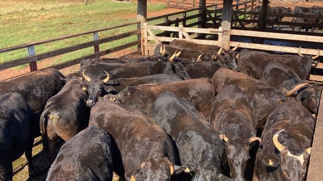 Boiada “coisa linda de se ver” com Wagyu, Nelore e Angus chega a 23@ em MS