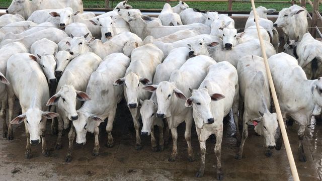 Novilhas crioulas do interior de MT são destaques em abate