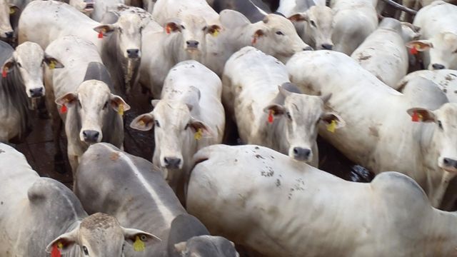 Garrotes de até 24 meses chegam a média de 20,5@ em SP