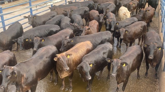 “Gado de qualidade extra!” Novilhas Angus de MT conquistam o melhor bônus do mercado