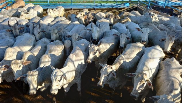 Terminação de novilhas crioulas a pasto é destaque de fazenda em MS