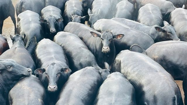 Pecuarista faz bonito com novilhas de até 20,5@ em MT