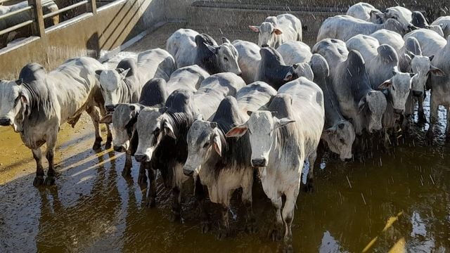 Bahia: boiada Nelore de até 2 dentes chega a 24,4@ e 56% de rendimento de carcaça