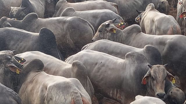 Pecuarista faz parceria com boitel e abate novilho de mais de 18@ no Pará