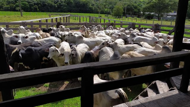 Gado da fazenda  fazenda Recanto, no município de Pimenta Bueno (RO). Foto: Matheus Roz